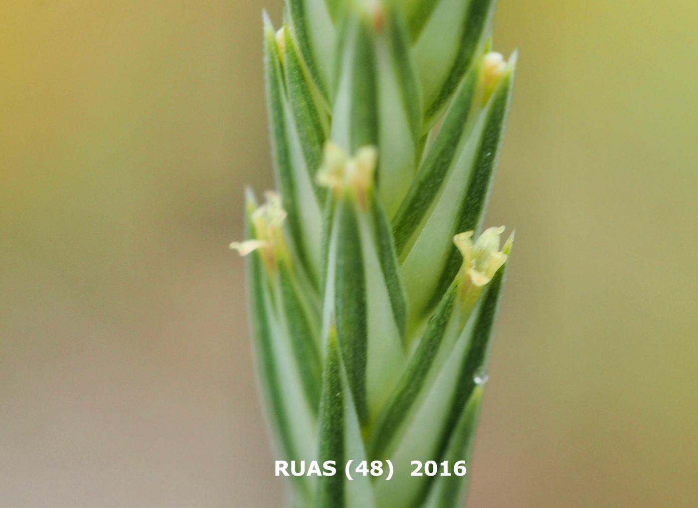 Crucianella, (Narrow-leaved) flower